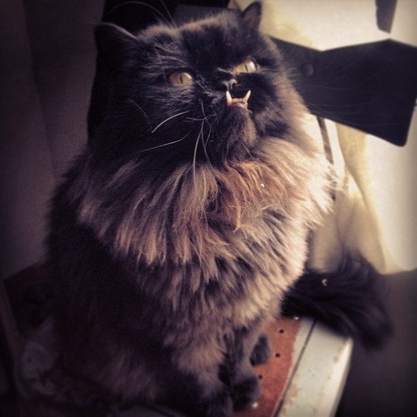 不是假牙，這隻貓真得長這樣！3