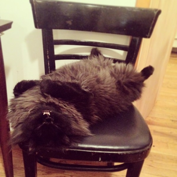 不是假牙，這隻貓真得長這樣！5