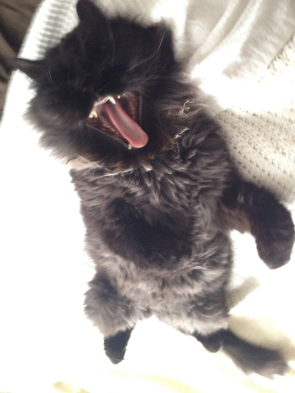 不是假牙，這隻貓真得長這樣！6