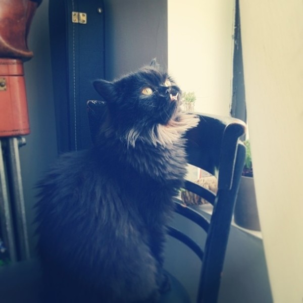 不是假牙，這隻貓真得長這樣！7