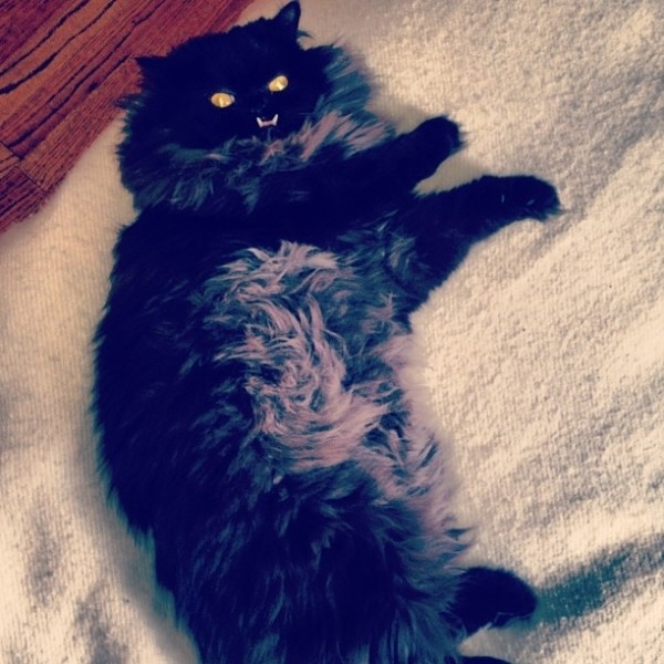 不是假牙，這隻貓真得長這樣！8