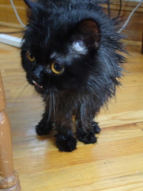 不是假牙，這隻貓真得長這樣！9