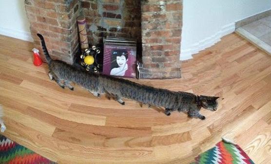 有縫接軌！錯很大的360度全景手機照6