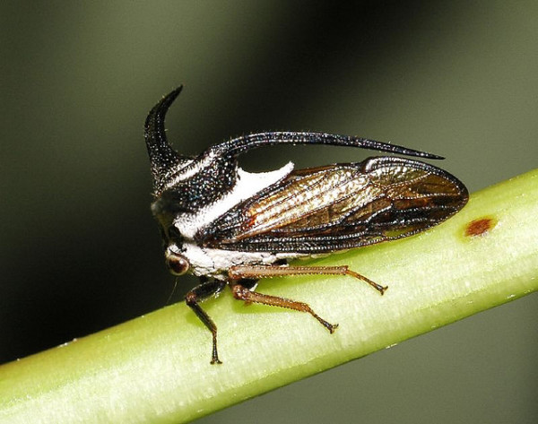 真的！你不曾見過卻真實存在的動物10