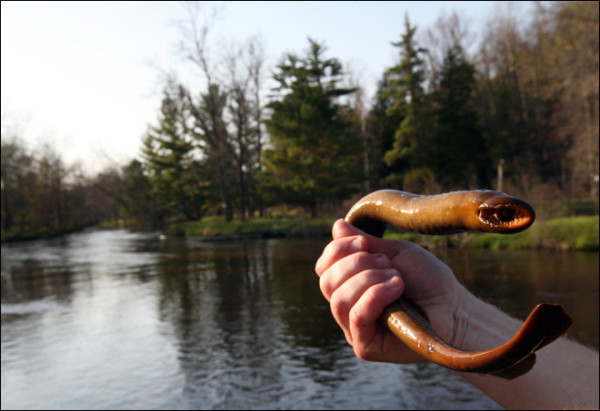 真的！你不曾見過卻真實存在的動物15