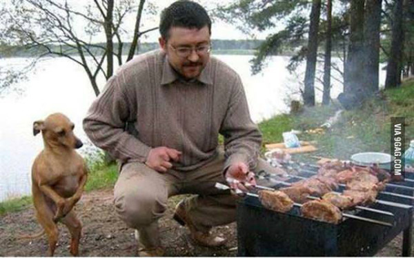 請問多比也能吃一點雞肉嗎？1