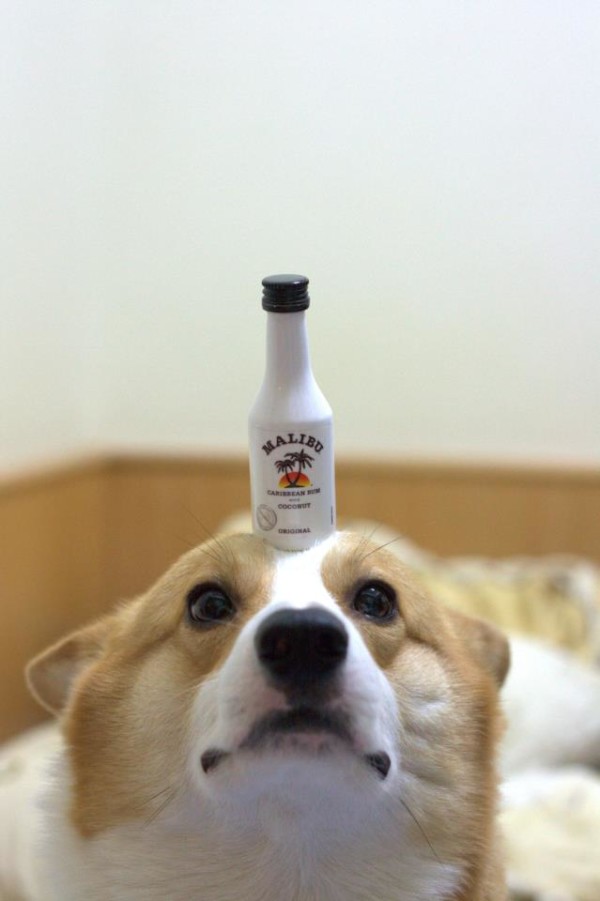 阿布，另一隻平衡宇宙萬物的狗1