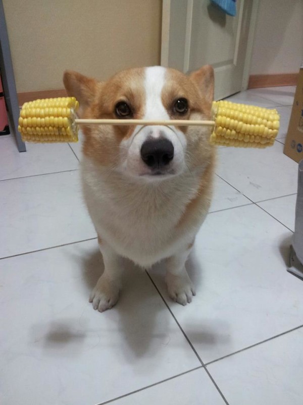 阿布，另一隻平衡宇宙萬物的狗10