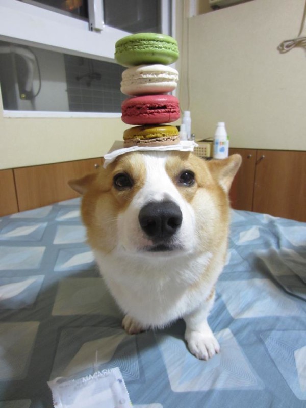 阿布，另一隻平衡宇宙萬物的狗11