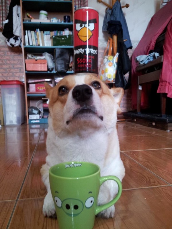 阿布，另一隻平衡宇宙萬物的狗12