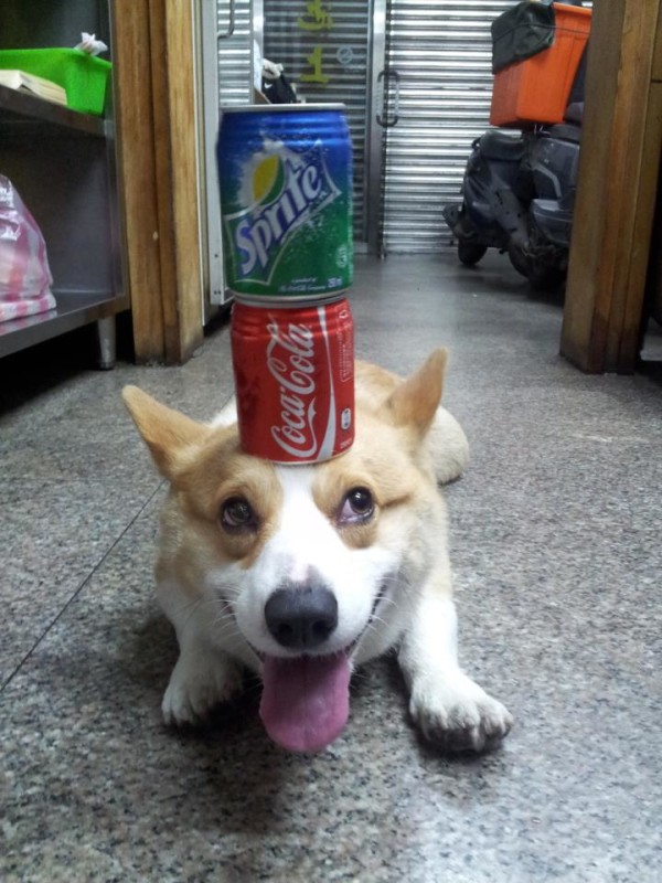 阿布，另一隻平衡宇宙萬物的狗14