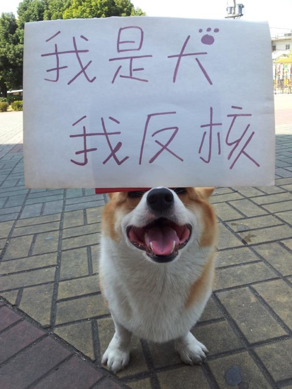 阿布，另一隻平衡宇宙萬物的狗15