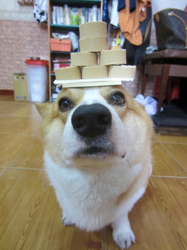 阿布，另一隻平衡宇宙萬物的狗16