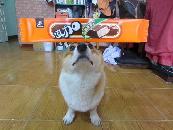 阿布，另一隻平衡宇宙萬物的狗17