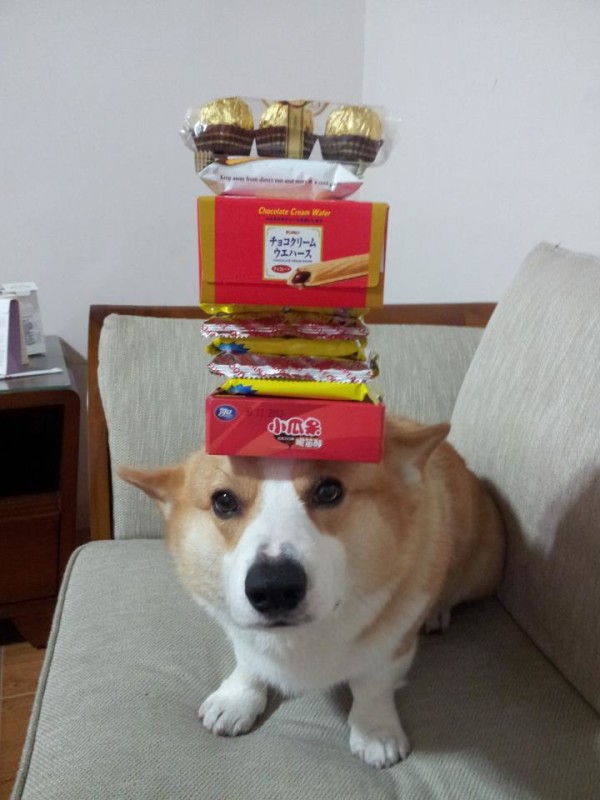 阿布，另一隻平衡宇宙萬物的狗18