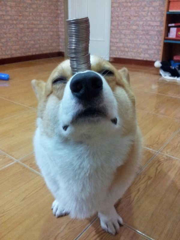 阿布，另一隻平衡宇宙萬物的狗19