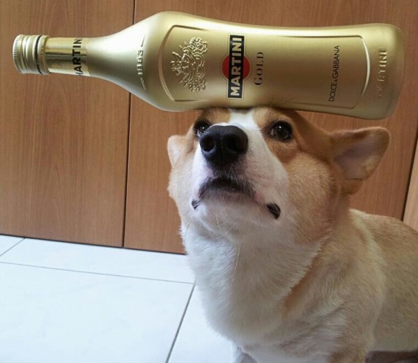 阿布，另一隻平衡宇宙萬物的狗2