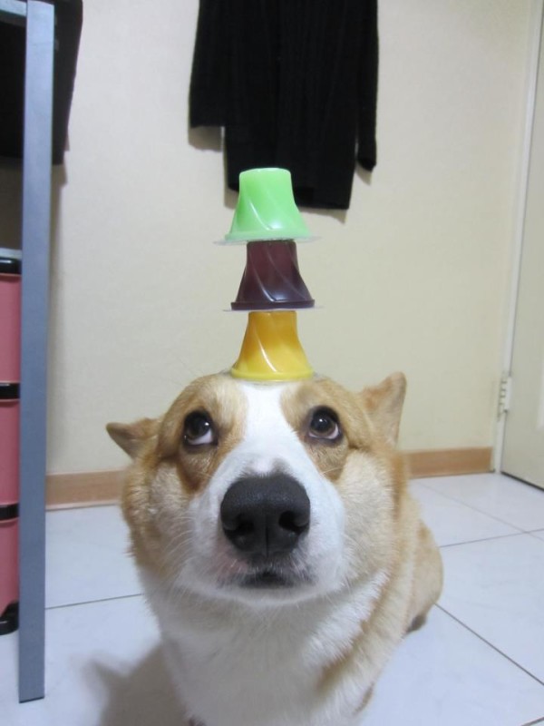 阿布，另一隻平衡宇宙萬物的狗21