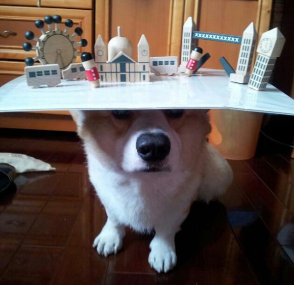 阿布，另一隻平衡宇宙萬物的狗22