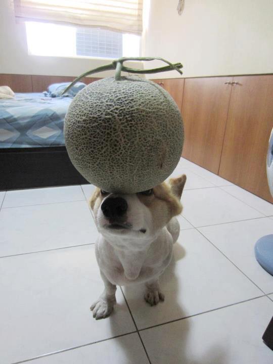 阿布，另一隻平衡宇宙萬物的狗3