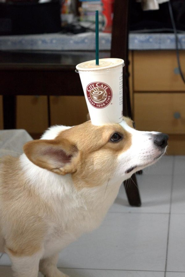 阿布，另一隻平衡宇宙萬物的狗4