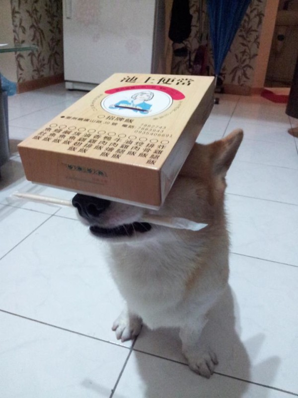 阿布，另一隻平衡宇宙萬物的狗5