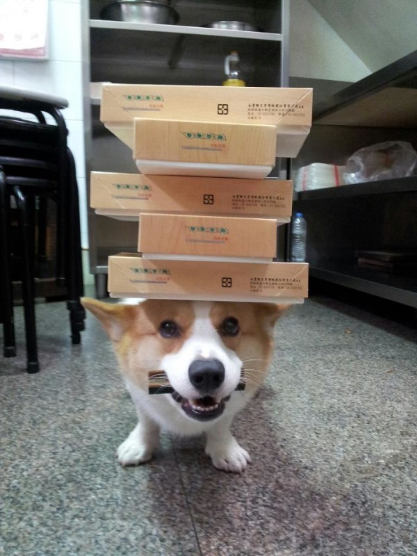 阿布，另一隻平衡宇宙萬物的狗6