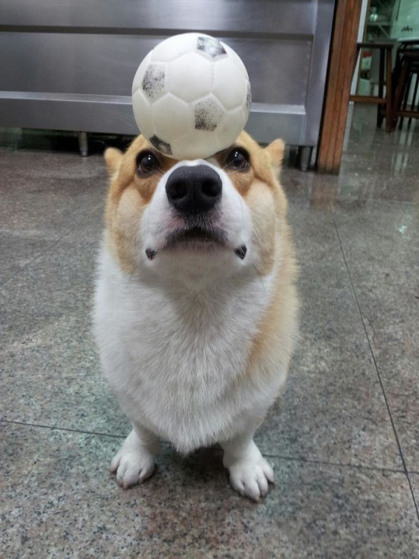 阿布，另一隻平衡宇宙萬物的狗7