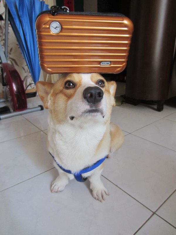 阿布，另一隻平衡宇宙萬物的狗8