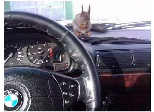 陪計程車司機一起載客的松鼠_03