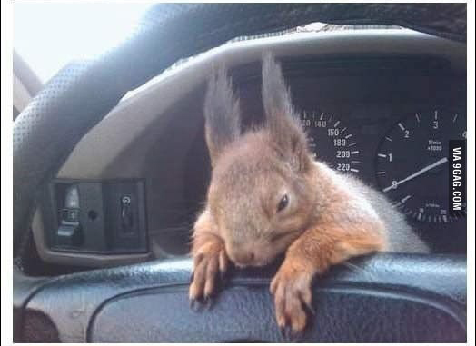 陪計程車司機一起載客的松鼠_05