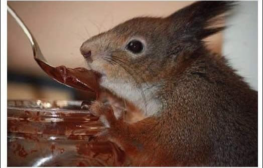 陪計程車司機一起載客的松鼠_06