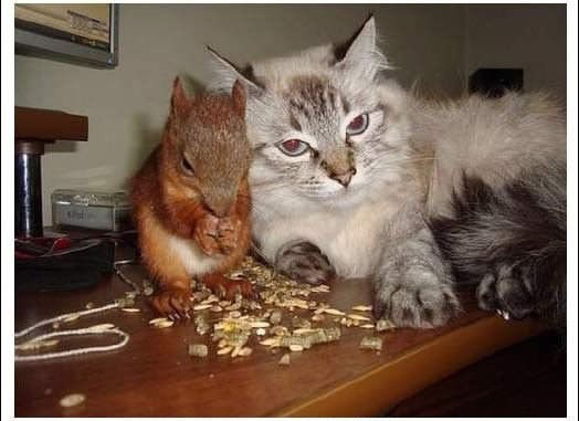 陪計程車司機一起載客的松鼠_08