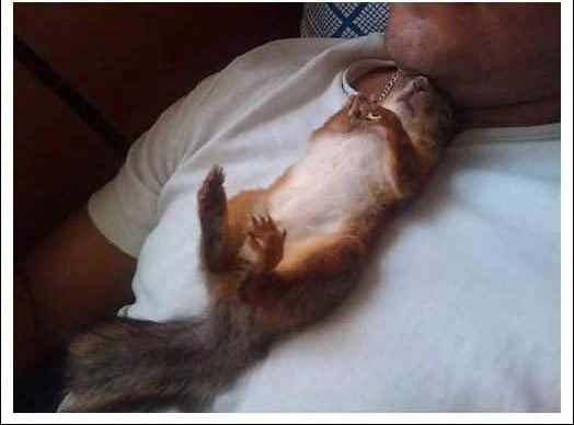 陪計程車司機一起載客的松鼠_09