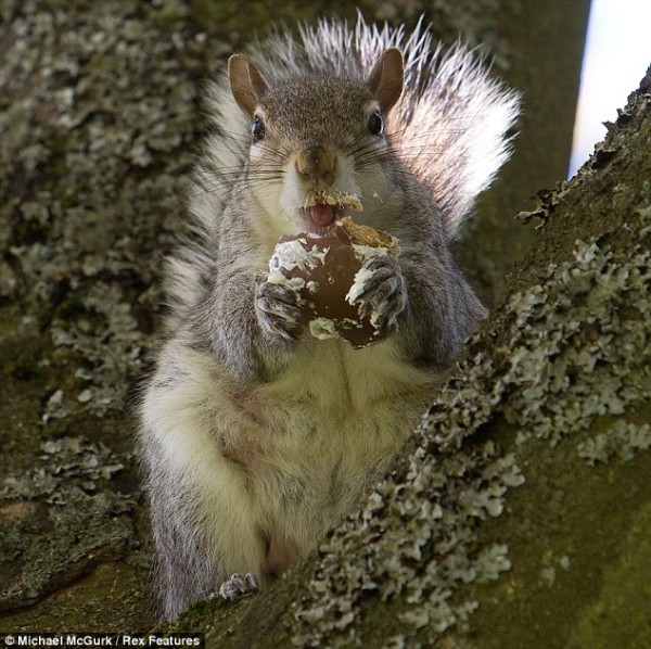 吃糖吃到滿嘴都是的小松鼠5