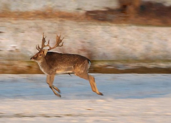 沒有脖子的動物！11
