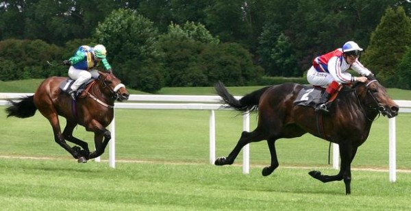 沒有脖子的動物！13