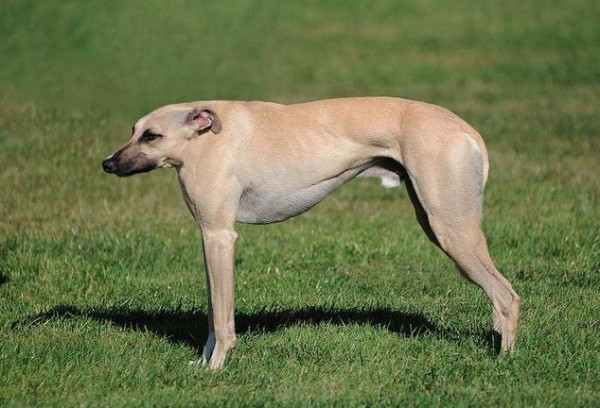 沒有脖子的動物！15