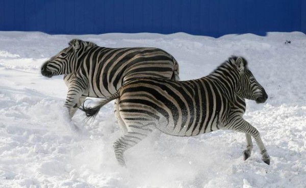 沒有脖子的動物！16