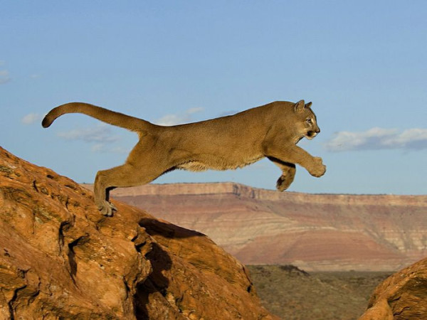 沒有脖子的動物！19