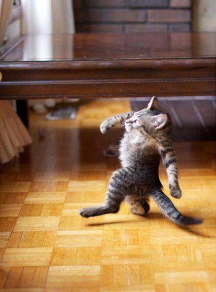 沒有脖子的動物！2