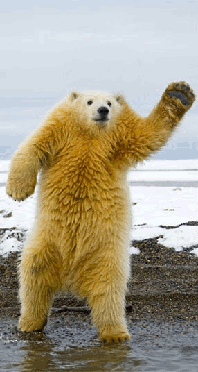 沒有脖子的動物！23