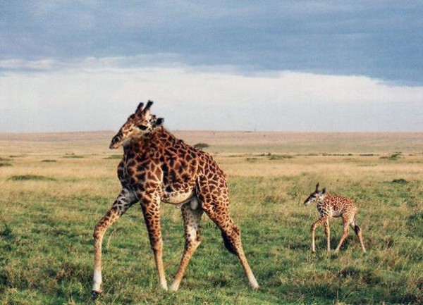 沒有脖子的動物！3