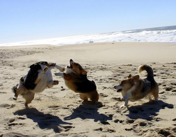 沒有脖子的動物！6