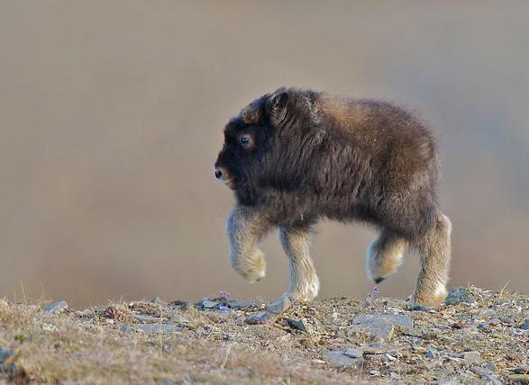 沒有脖子的動物！7