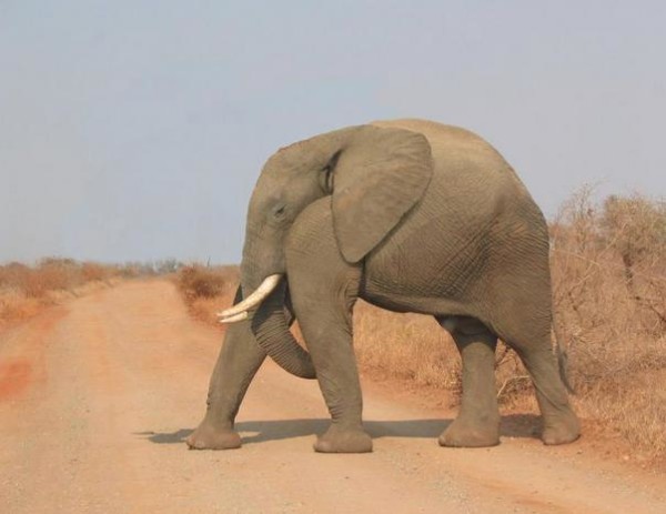 沒有脖子的動物！8