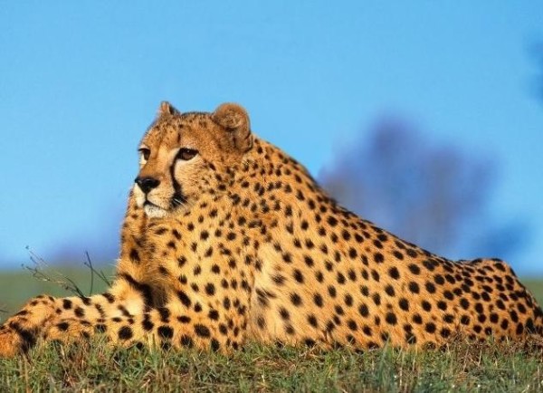 沒有脖子的動物！9