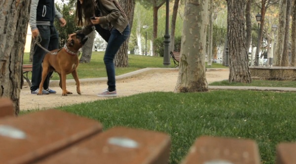 震撼教育！不清理自家狗屎，送屎到府2