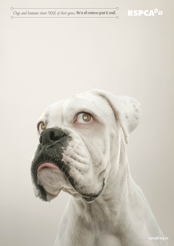 動物們換上人類眼睛的模樣2