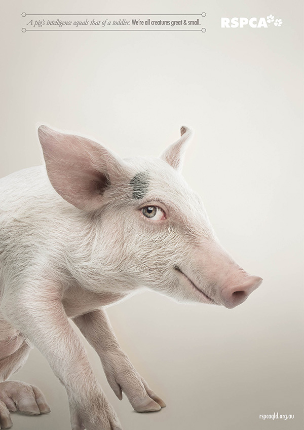 動物們換上人類眼睛的模樣3